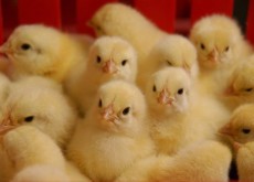 Broiler-Poultry-Pre-Starter-Feed