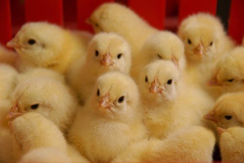 Broiler-Poultry-Pre-Starter-Feed