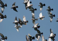 Pigeons