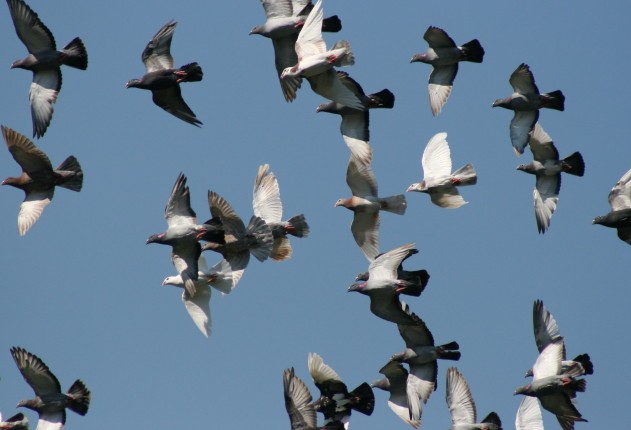 Pigeons
