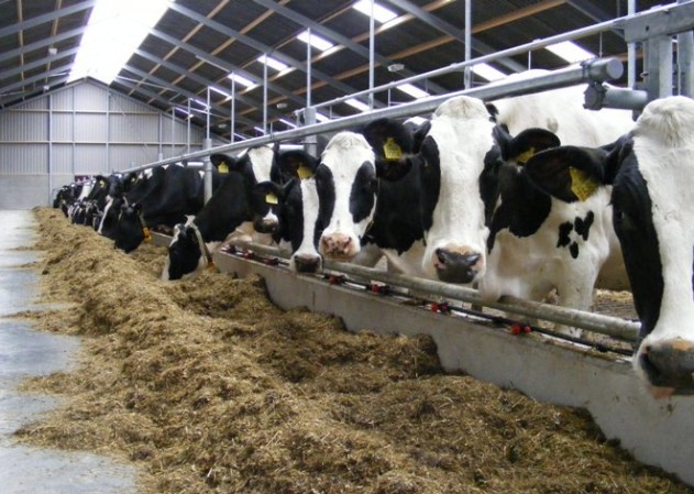 Cattle