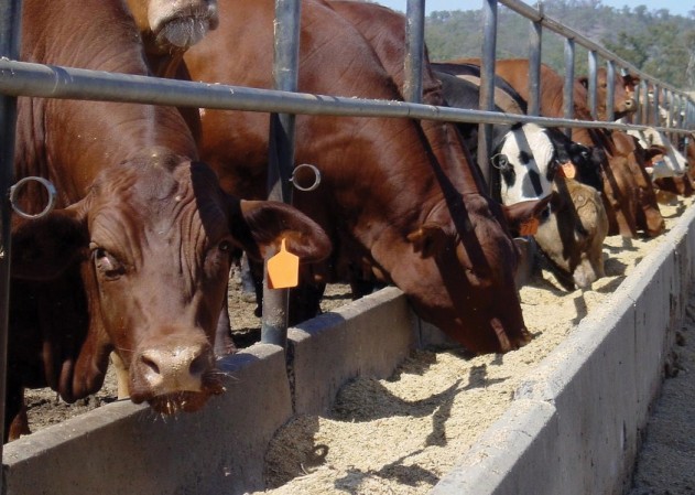 beef-cattle