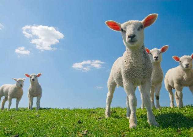 lambs